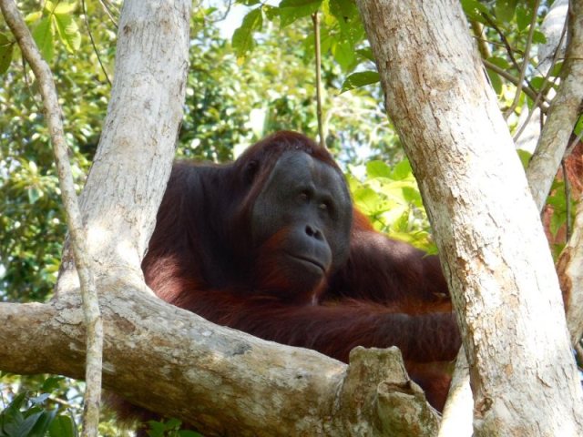oranghutan