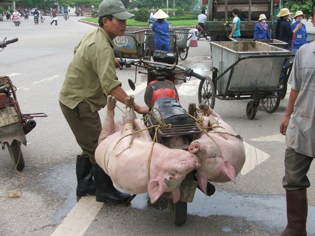 schweinetransport